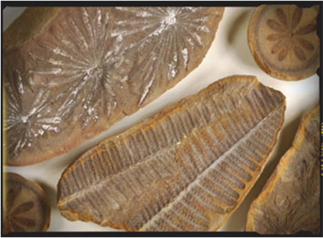 Fossilized leaves