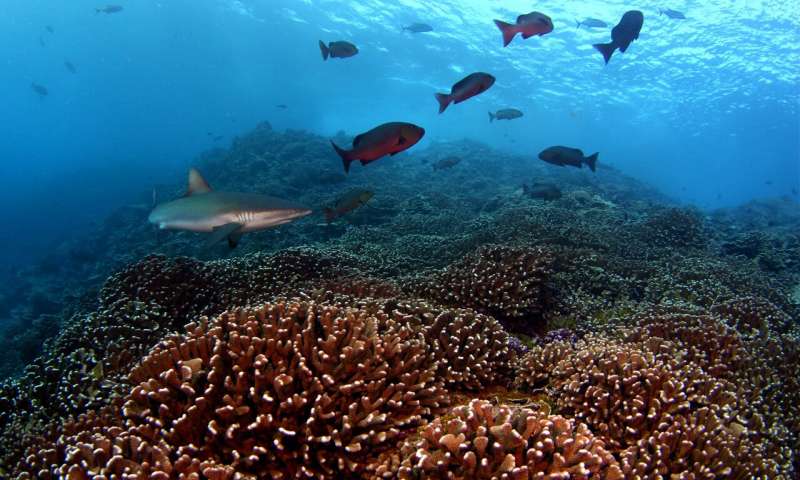 Bacteria surrounding coral reefs change in synchrony, even across great distance
