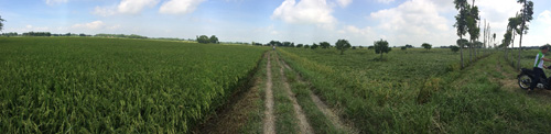 A field in Pulilan, Bulacan shows standing rice treated with CPGR (left) while untreated side (right) shows lodged rice (Photo from UPLB)