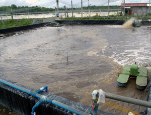 Biofloc in concrete tanks (Photo from the University of the Philippines Visayas)