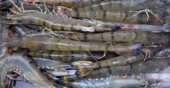 Production of shrimp can be aided by the biofloc technology (Photo from the Inland Aquatic Resources Research Division, PCAARRD)