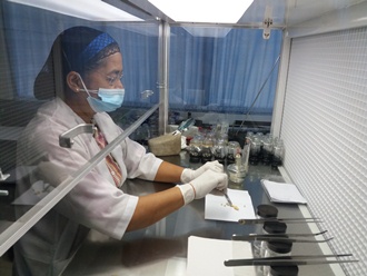 A laboratory technician shows the excision of coconut plumules (Photo by Dr. Maria Lourdes Cedo, University of the Philippines Los Baños)