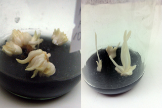 Mature somatic embryos (left) and the formation of shootlets (right) (Photo from Dr. Cristeta A. Cueto, PCA – Albay Research Center)