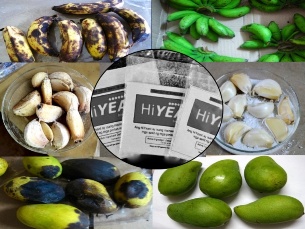 HiYEAST can effectively control anthracnose disease in mango and banana and aflatoxin-causing disease in garlic. Right photos show banana, garlic, and mango treated with HiYEAST (Image credit: UPLB-BIOTECH)