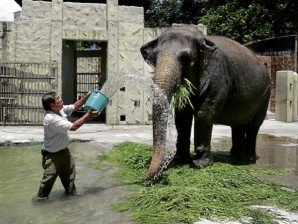 elephant