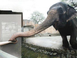 mali the elephant