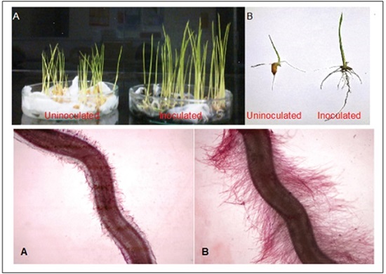 uninoculated_vs_inoculated