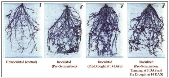 uninoculated_vs_inoculated